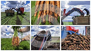 Carrot Harvesting - Photo Collage