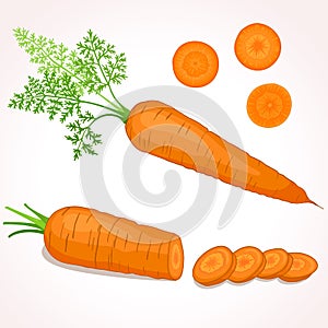 Carrot illustration