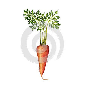 Una zanahoria ilustraciones 