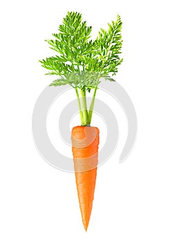 Carrot isolated photo