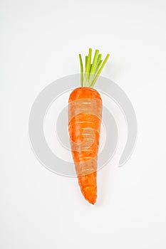 Carrot photo