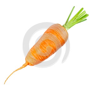 Carrot isolated on white background. Fresh ripe vegetables