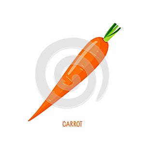 Carrot isolated on white. Farmer Market Logo. Vegetable Ingredient, Orange root plant. Organic food eco template for