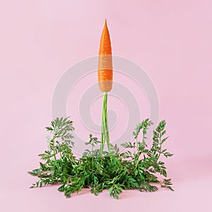 Carrot launches like a rocket on pink background.