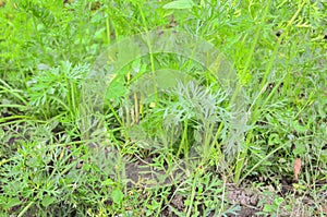 Carrot leaves