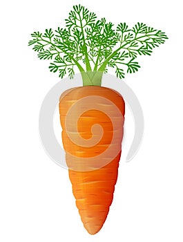 Carrot with leaves close up photo