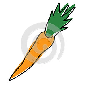 Carrot linear icon. Agriculture plant. Salad ingredient. Vegetable farm. Vegan food. Organic food. Greenery. Thin line