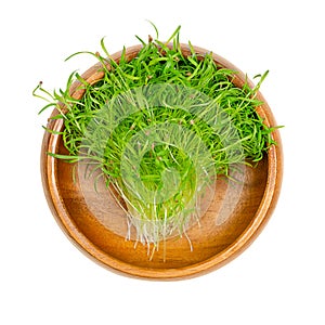 Carrot microgreens, seedlings of Daucus carota, in a wooden bowl