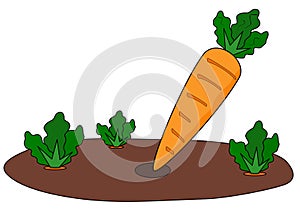 Carrot patch