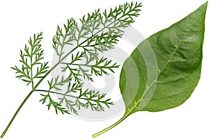 Carrot and Pepper Leaf