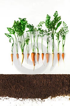 Carrot. Plant and ground isolated on white background