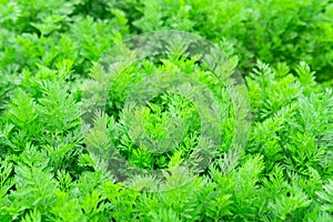 Carrot plant growing in earth, organic farming, rows in the field, closeup