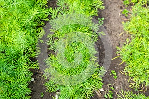 Carrot plant growing in earth, organic farming, rows in the field, closeup