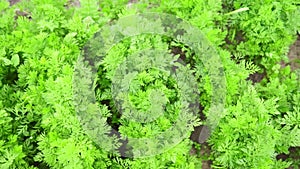 Carrot plant growing in earth, organic farming, rows in the field, closeup