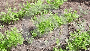 Carrot plant growing in earth, organic farming, rows in the field, closeup