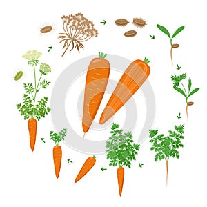 Carrot plant growth stages infographic elements. Growing process of carrot from seeds, sprout to mature taproot, life