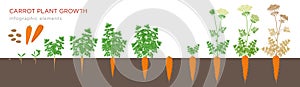 Carrot plant growth stages infographic elements. Growing process of carrot from seeds, sprout to mature taproot, life