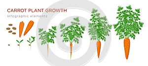Carrot plant growth stages infographic elements. Growing process of carrot from seeds, sprout to mature taproot, life photo