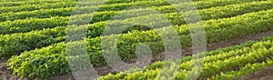 Carrot plantations grow in the field. Agriculture. Organic vegetables. Vegetable rows. Farming. Banner. Selective focus
