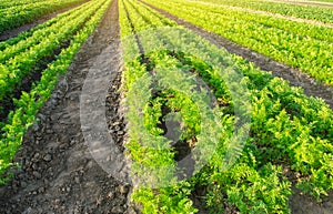 Carrot plantations grow in the field. Vegetable rows. Growing vegetables. Farm. Landscape with agricultural land. Crops Fresh