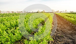 Carrot plantations grow in the field. Vegetable rows. Growing vegetables. Farm. Landscape with agricultural land. Crops Fresh