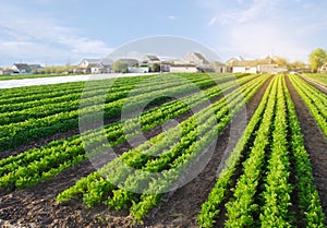 Carrot plantations grow in the field. Vegetable rows. Growing vegetables. Farm. Landscape with agricultural land. Crops Fresh photo