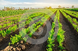 Carrot plantations grow in the field. Vegetable rows. Growing vegetables. Landscape with agricultural land. Green plant