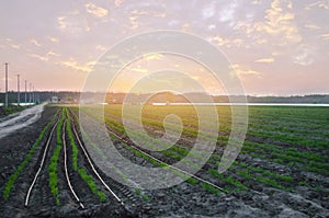 Carrot plantations are grown in the field on the sunset. Vegetable rows. Organic vegetables. Landscape agriculture. Farming Farm.
