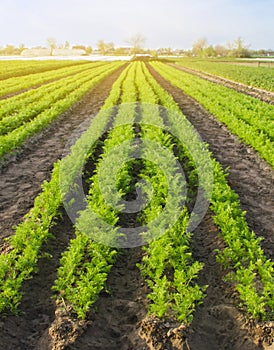 Carrot plantations are grown in the field. Vegetable rows. Organic vegetables. Landscape agriculture. Farming Farm.