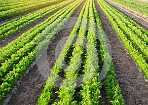 Carrot plantations are grown in the field. Vegetable rows. Organic vegetables. Landscape agriculture. Farming Farm. Selective