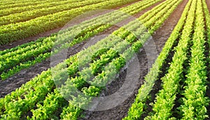 Carrot plantations are grown in the field. Vegetable rows. Organic vegetables. Landscape agriculture. Farming Farm. Selective