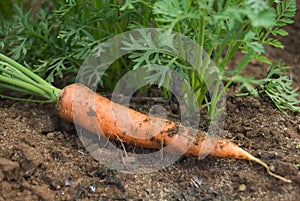 Carrot and plants