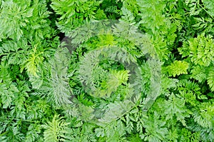 Carrot plants, top view