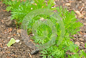 Carrot plants in a vegetable plot