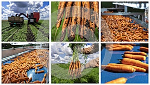 Carrot Production and Postharvest Handling of Carrots - Photo Collage