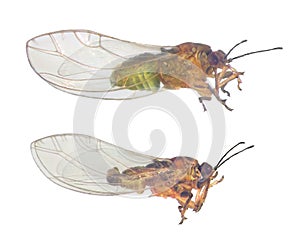 Carrot psyllid, Trioza apicalis