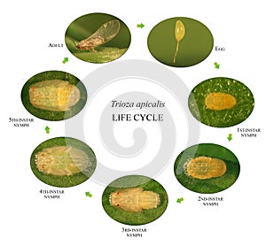 Carrot psyllid, Trioza apicalis. Life cycle