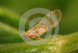 Carrot psyllid, Trioza apicalis. Nymp