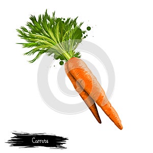 Carrot root vegetable with green leaves isolated on white. Digital art illustration. Organic healthy food. Green vegetable.