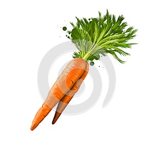Carrot root vegetable with green leaves isolated on white. Digital art illustration. Organic healthy food. Green vegetable.