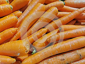 The carrot is a root vegetable often claimed to be the perfect health food