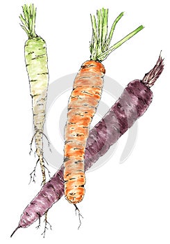 Carrot roots botanical drawing