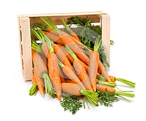 Carrot roots (Daucus carota ssp. sativus) in wooden crate