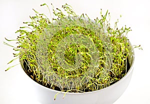 Carrot seedlings in a white bowl, shoots of Daucus carota, front view