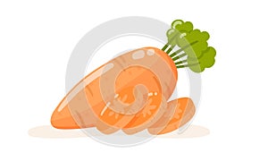 Carrot and slices. Isolated vector illustration