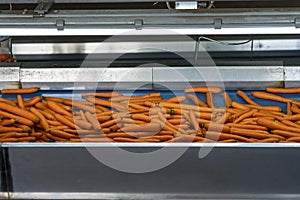 Carrot Sorting, Weighing and Packing Line