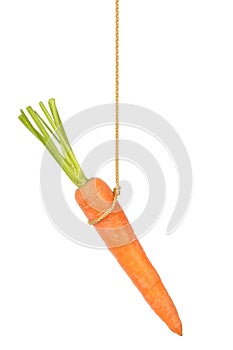 Carrot on String