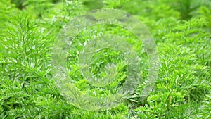 Carrot tops in the garden, Da Lat city, Lam province, Vietnam