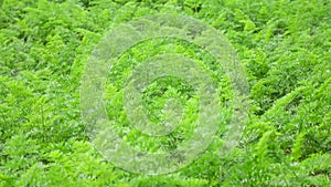 Carrot tops in the garden, Da Lat city, Lam province, Vietnam