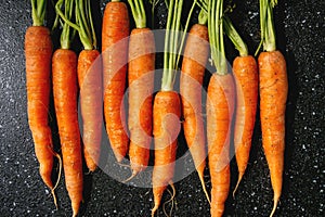 Carrot with tops in row